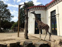 Rothschild`s Giraffes in front of the Egyptian Temple at the Antwerp Zoo