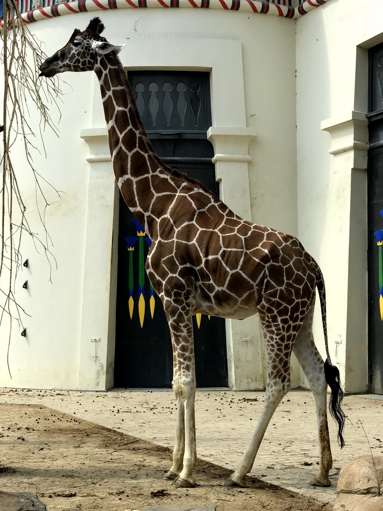 Rothschild`s Giraffe in front of the Egyptian Temple at the Antwerp Zoo