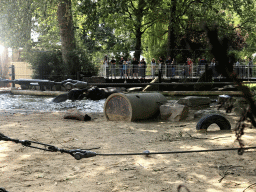 Asian Elephants at the Antwerp Zoo