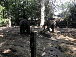 Asian Elephants at the Antwerp Zoo