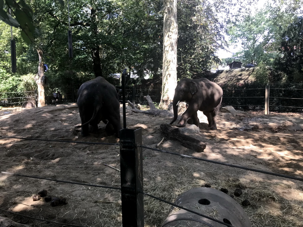 Asian Elephants at the Antwerp Zoo