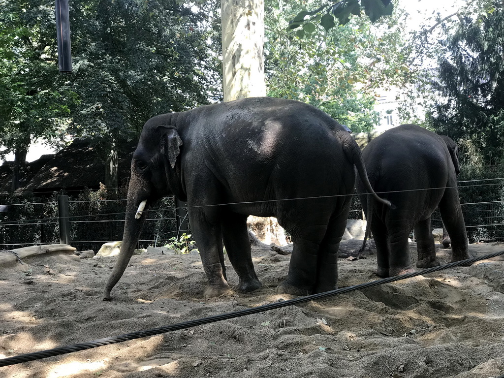 Asian Elephant at the Antwerp Zoo