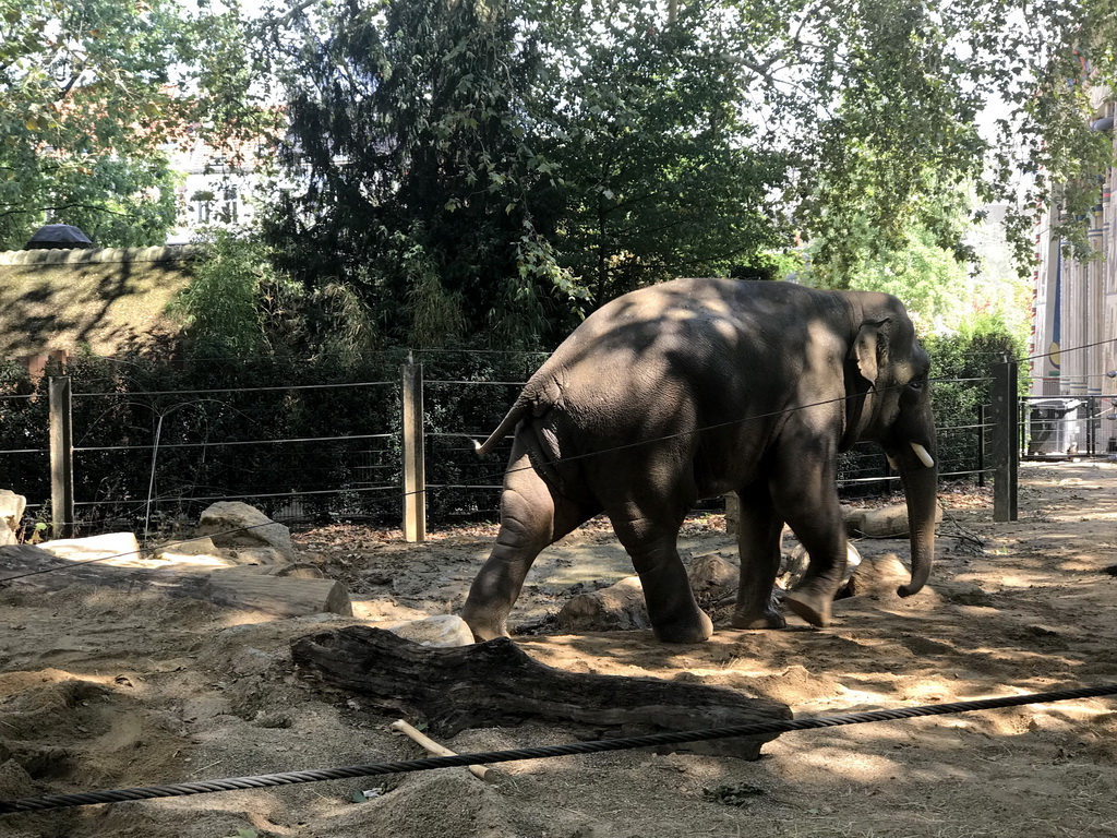 Asian Elephants at the Antwerp Zoo