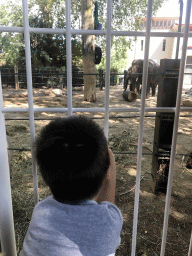 Max with Asian Elephants at the Antwerp Zoo