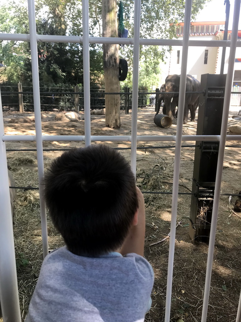 Max with Asian Elephants at the Antwerp Zoo