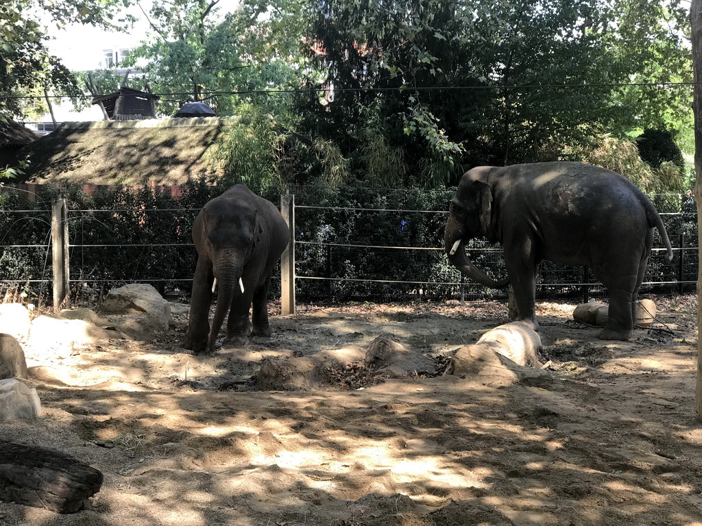 Asian Elephants at the Antwerp Zoo