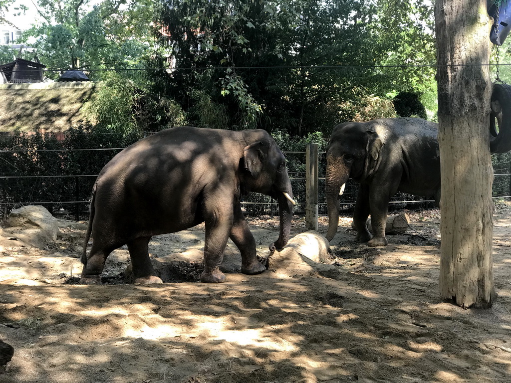 Asian Elephants at the Antwerp Zoo