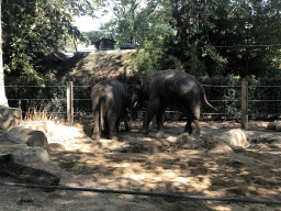 Asian Elephants at the Antwerp Zoo