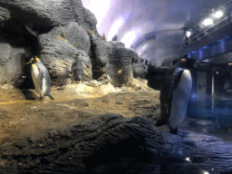 King Penguins at the Vriesland building at the Antwerp Zoo