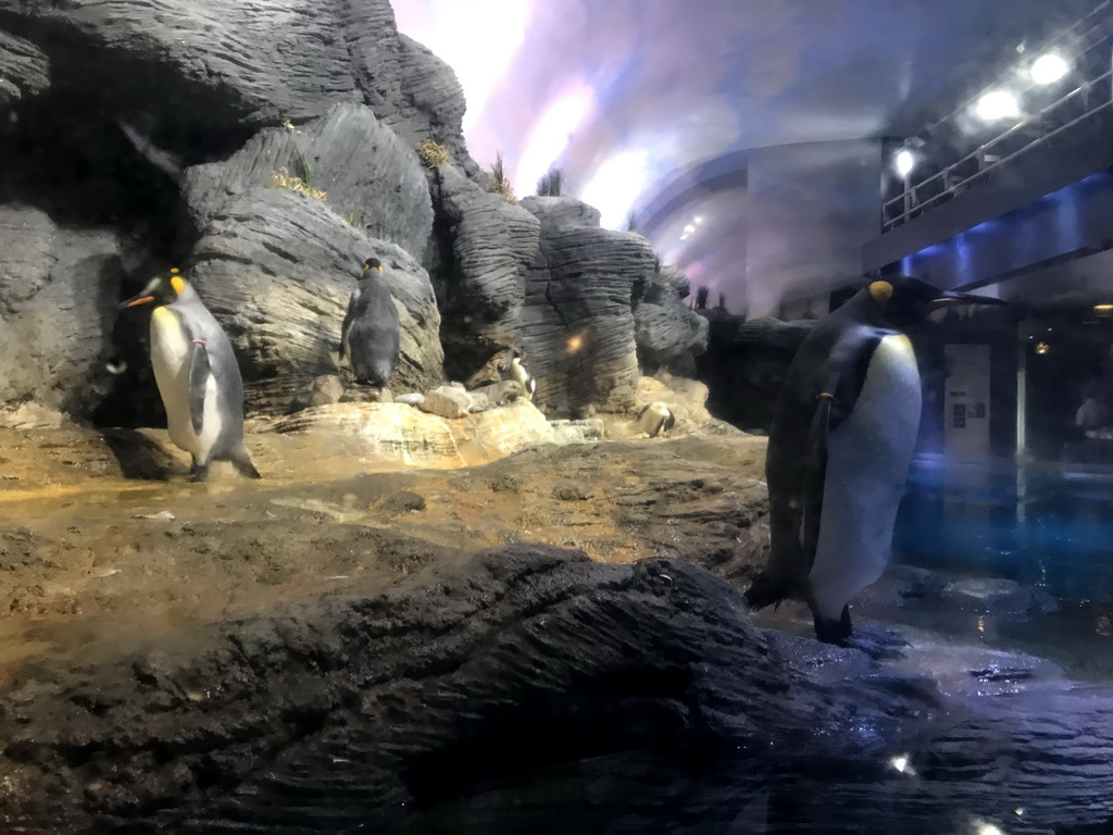 King Penguins at the Vriesland building at the Antwerp Zoo