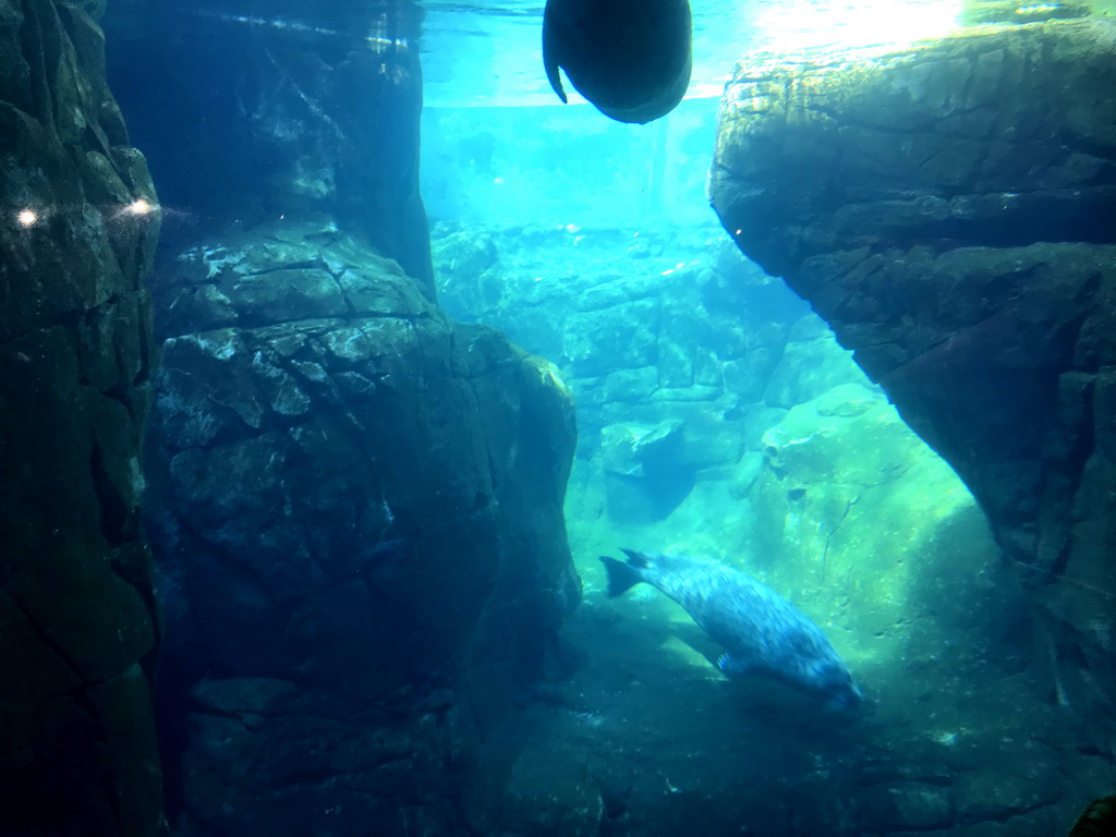 Harbor Seals under water at the Vriesland building at the Antwerp Zoo