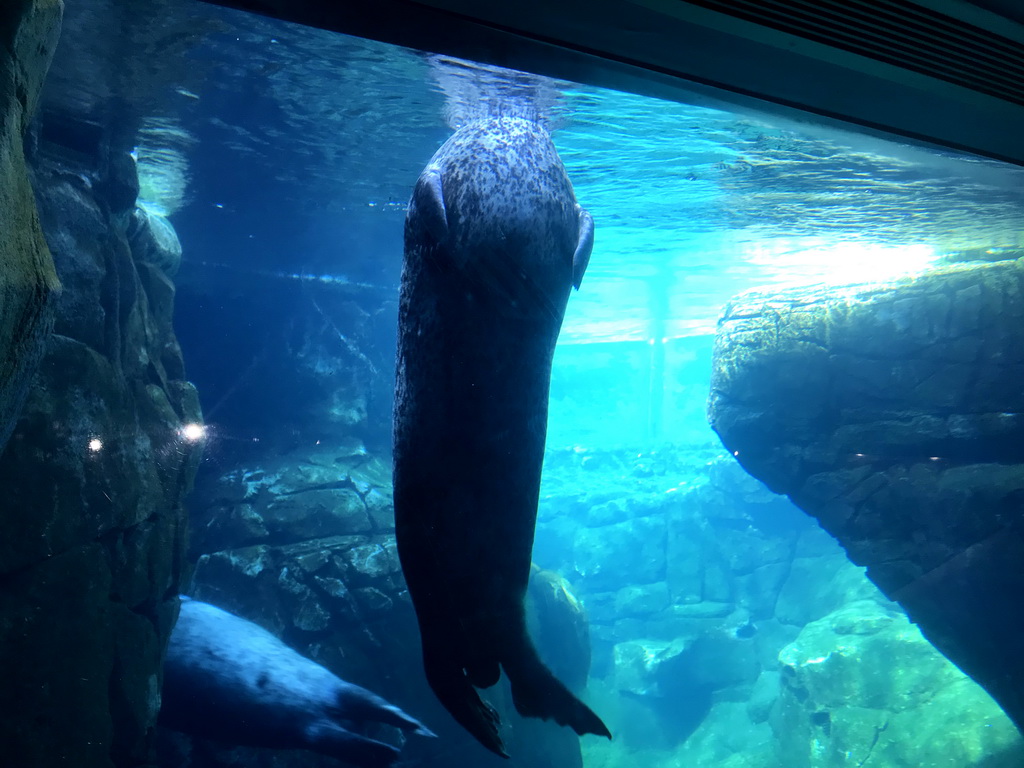 Harbor Seals under water at the Vriesland building at the Antwerp Zoo