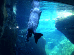 Harbor Seal under water at the Vriesland building at the Antwerp Zoo