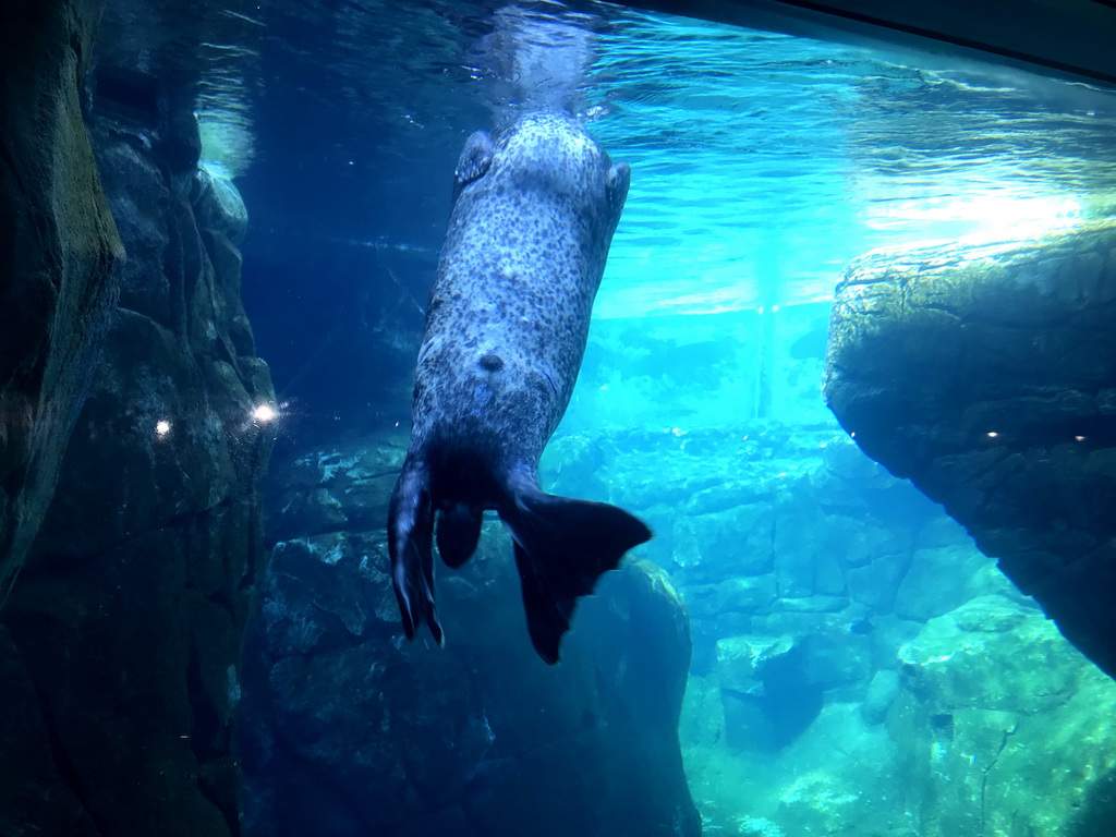 Harbor Seal under water at the Vriesland building at the Antwerp Zoo