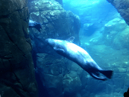 Harbor Seals under water at the Vriesland building at the Antwerp Zoo