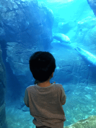 Max with Harbor Seals under water at the Vriesland building at the Antwerp Zoo