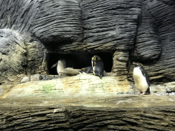 Macaroni Penguins at the Vriesland building at the Antwerp Zoo