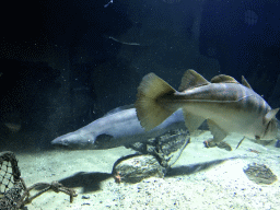 Fish at the Aquarium of the Antwerp Zoo