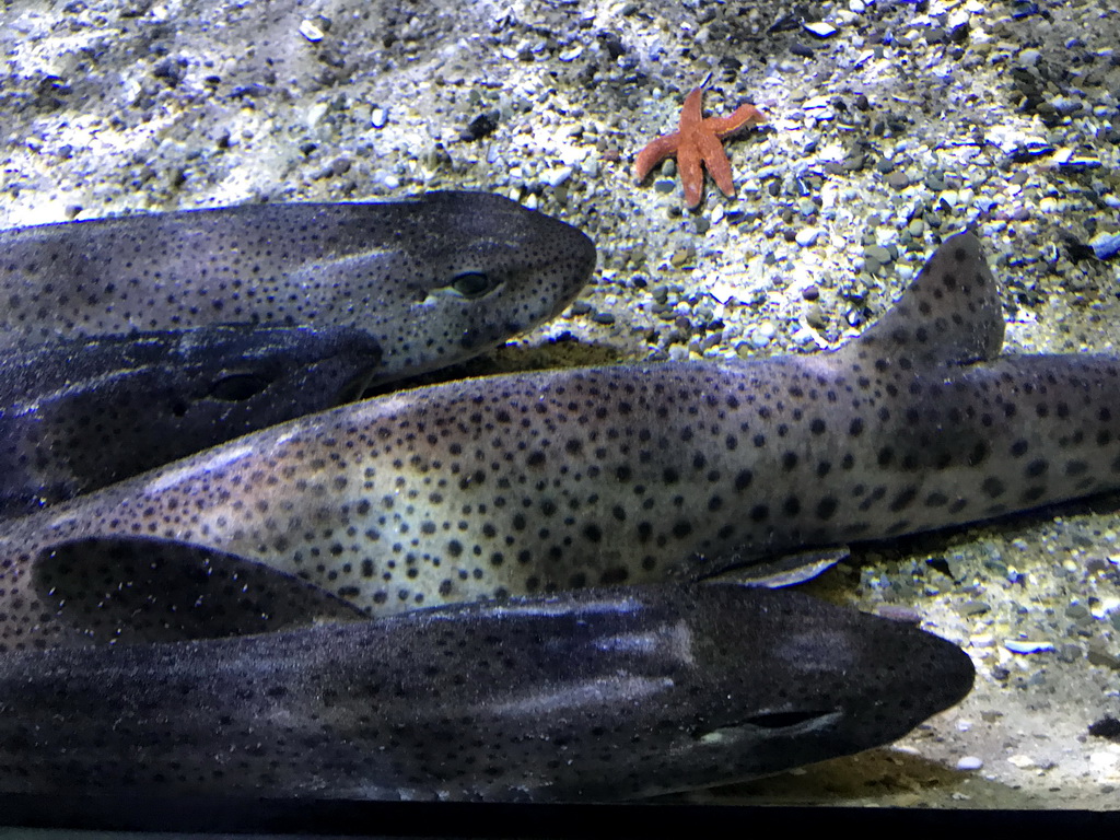 Fish and starfish at the Aquarium of the Antwerp Zoo