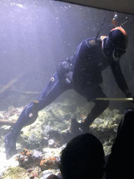 Diver at the Aquarium of the Antwerp Zoo