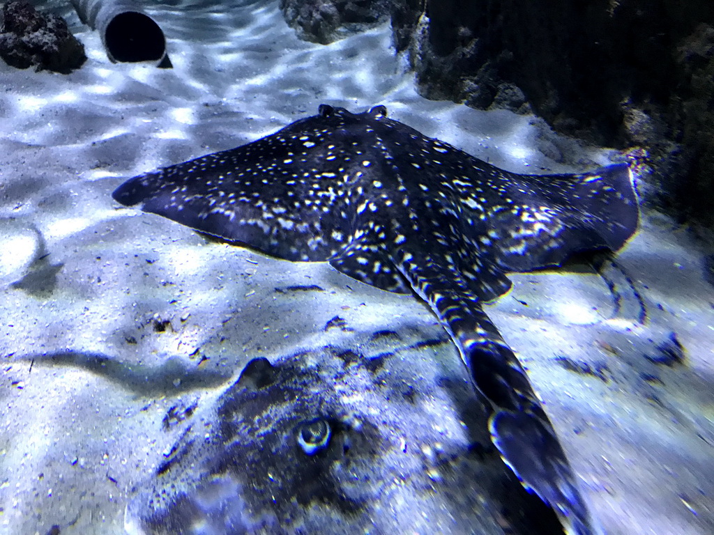 Stingrays at the Aquarium of the Antwerp Zoo