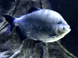 Fish at the Aquarium of the Antwerp Zoo