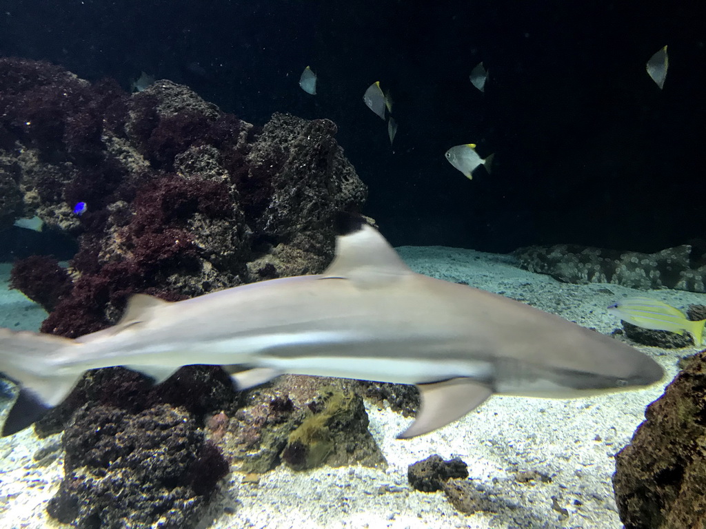 Shark and other fish at the Aquarium of the Antwerp Zoo