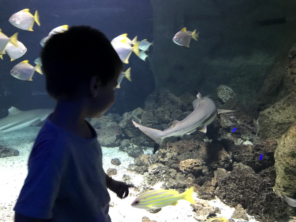 Max with a shark and other fish at the Aquarium of the Antwerp Zoo