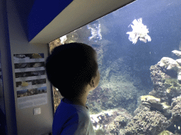 Max with a Lionfish at the Aquarium of the Antwerp Zoo
