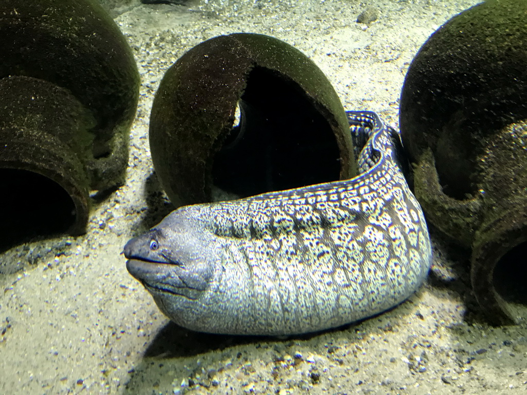 Moray Eel at the Aquarium of the Antwerp Zoo