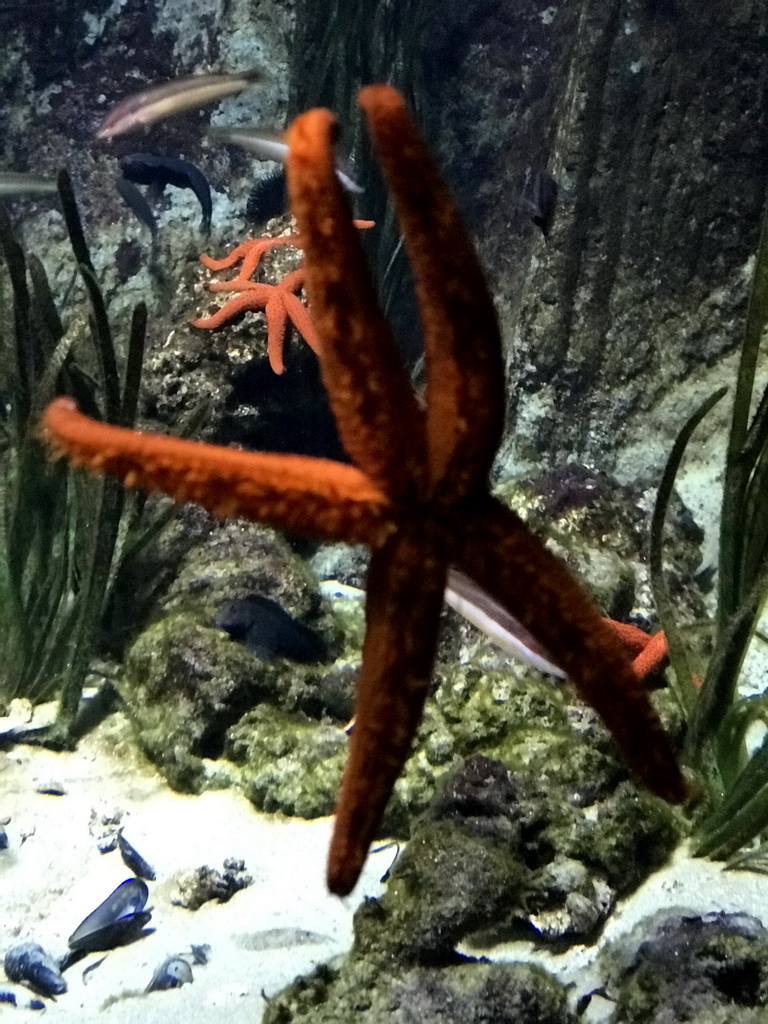 Starfish and other fish at the Aquarium of the Antwerp Zoo