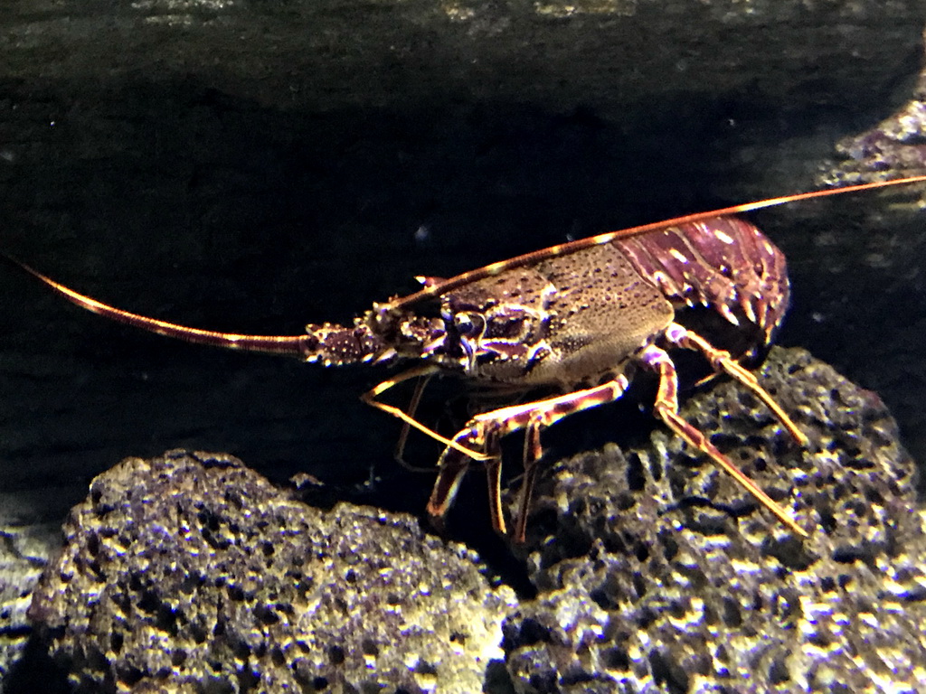 Spiny Lobster at the Aquarium of the Antwerp Zoo