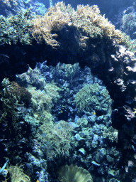 Fish and coral at the Reef Aquarium at the Aquarium of the Antwerp Zoo