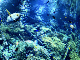 Fish and coral at the Reef Aquarium at the Aquarium of the Antwerp Zoo