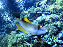 Fish and coral at the Reef Aquarium at the Aquarium of the Antwerp Zoo