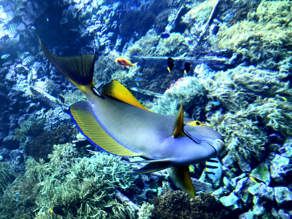 Fish and coral at the Reef Aquarium at the Aquarium of the Antwerp Zoo