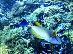 Fish and coral at the Reef Aquarium at the Aquarium of the Antwerp Zoo