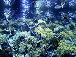 Fish and coral at the Reef Aquarium at the Aquarium of the Antwerp Zoo