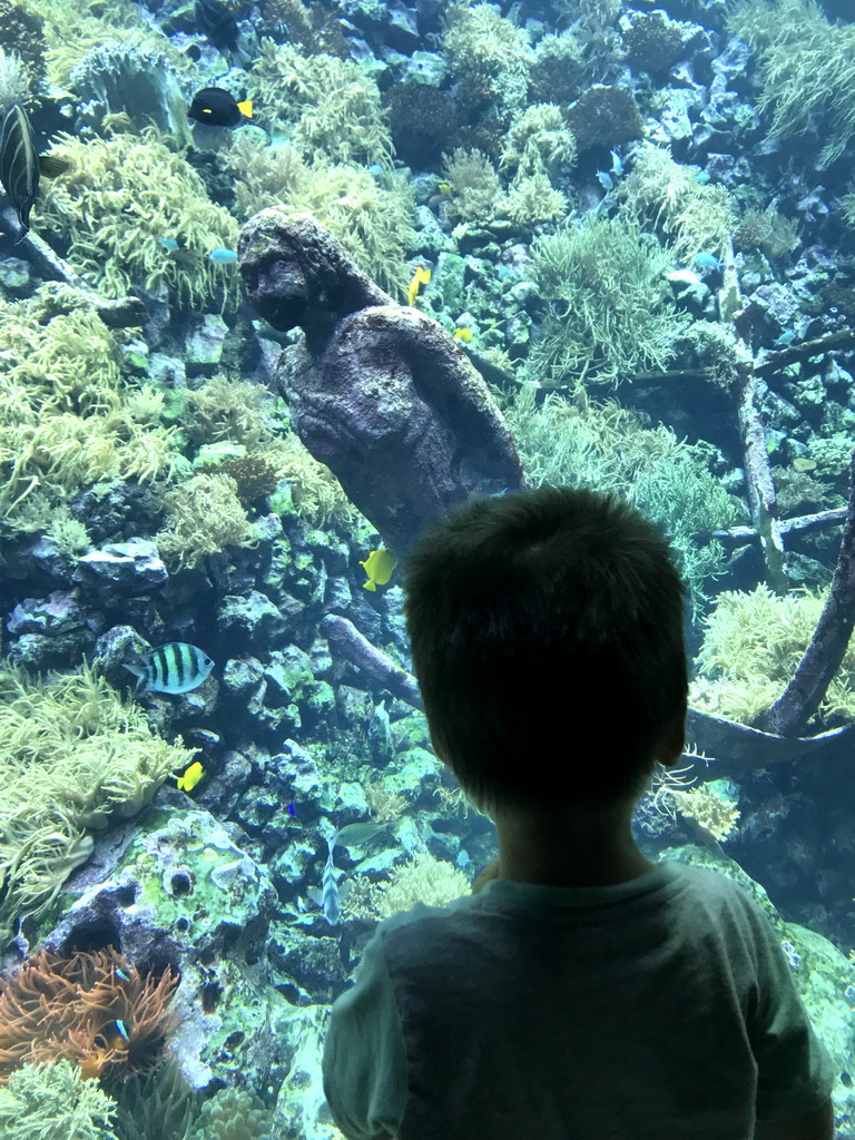 Max with fish, coral and a ship wreck at the Reef Aquarium at the Aquarium of the Antwerp Zoo