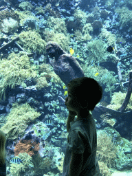 Max with fish, coral and a ship wreck at the Reef Aquarium at the Aquarium of the Antwerp Zoo