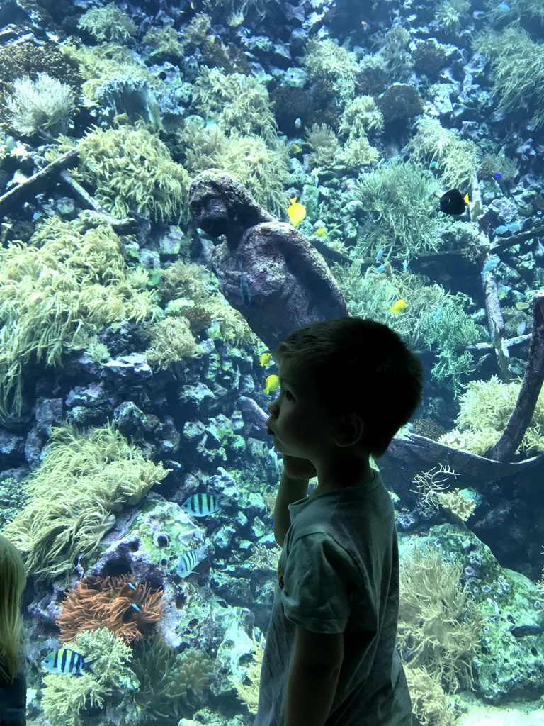 Max with fish, coral and a ship wreck at the Reef Aquarium at the Aquarium of the Antwerp Zoo