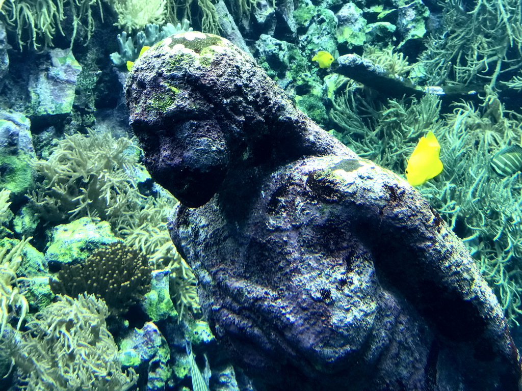 Fish, coral and a ship wreck at the Reef Aquarium at the Aquarium of the Antwerp Zoo