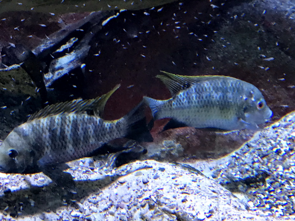 Fish at the Aquarium of the Antwerp Zoo