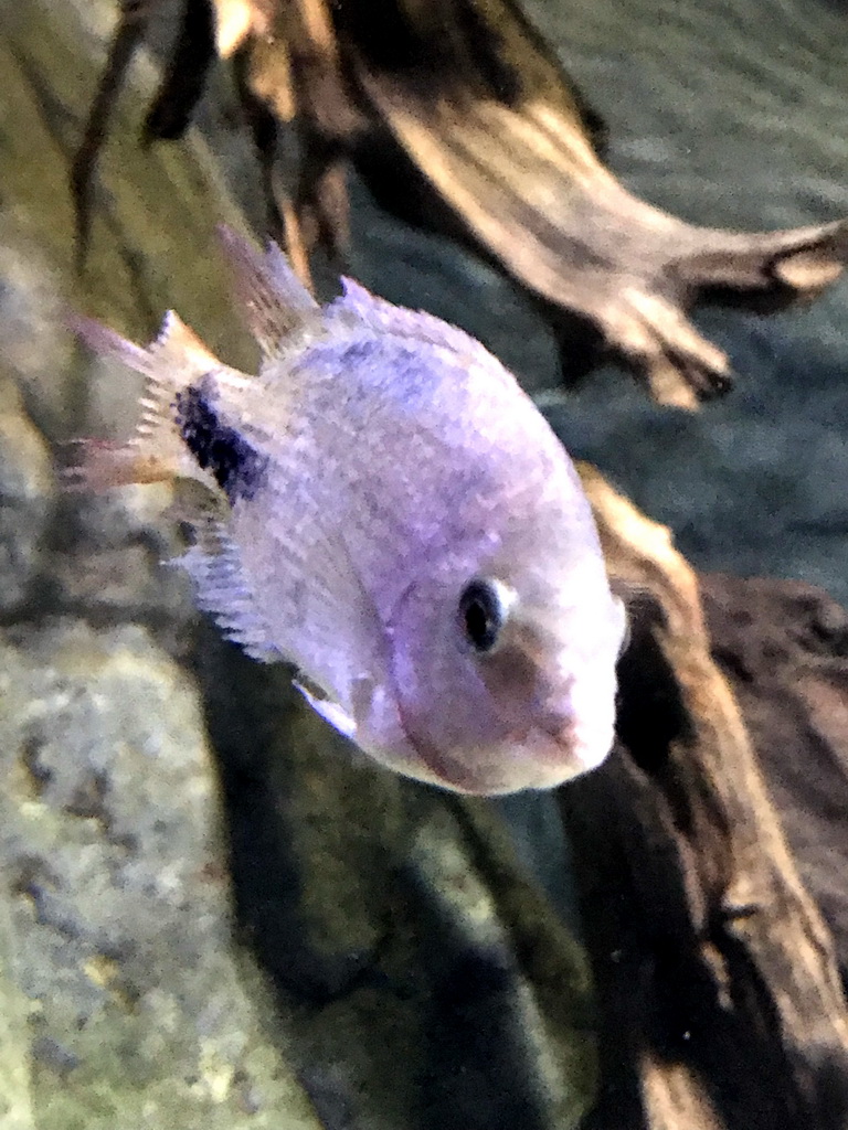 Fish at the Aquarium of the Antwerp Zoo