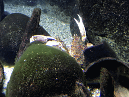 Crab at the Aquarium of the Antwerp Zoo