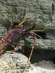 Spiny Lobster at the Aquarium of the Antwerp Zoo