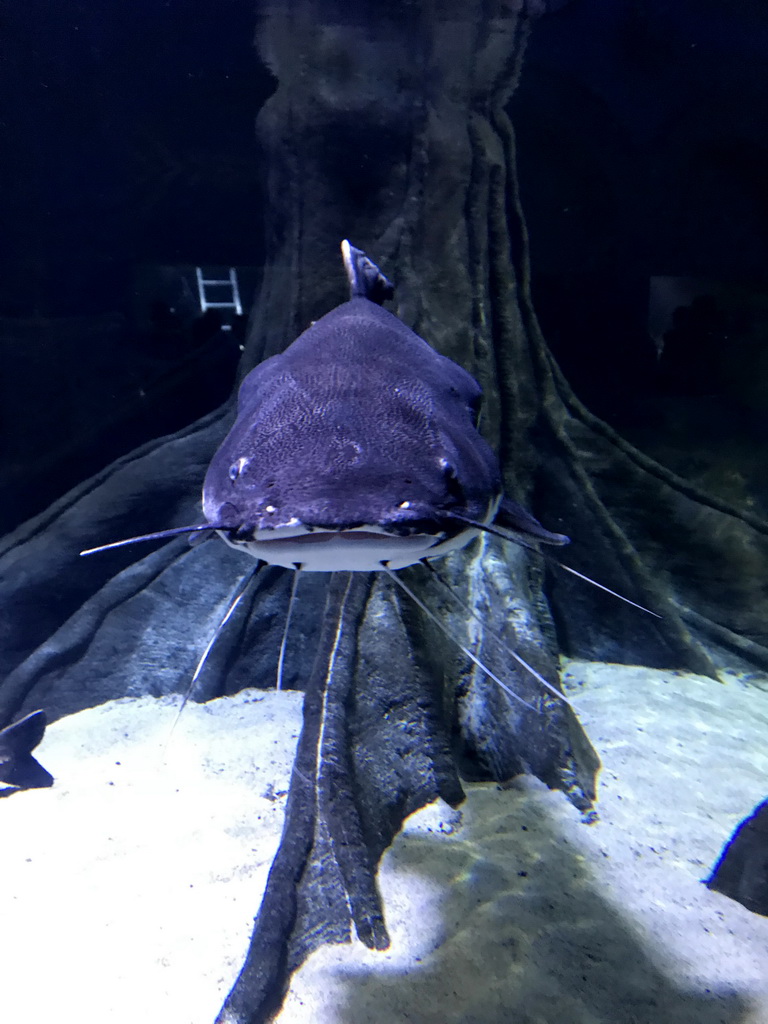 Fish at the Aquarium of the Antwerp Zoo