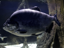 Fish at the Aquarium of the Antwerp Zoo