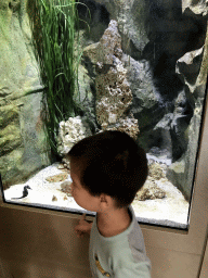 Seahorses at the Aquarium of the Antwerp Zoo