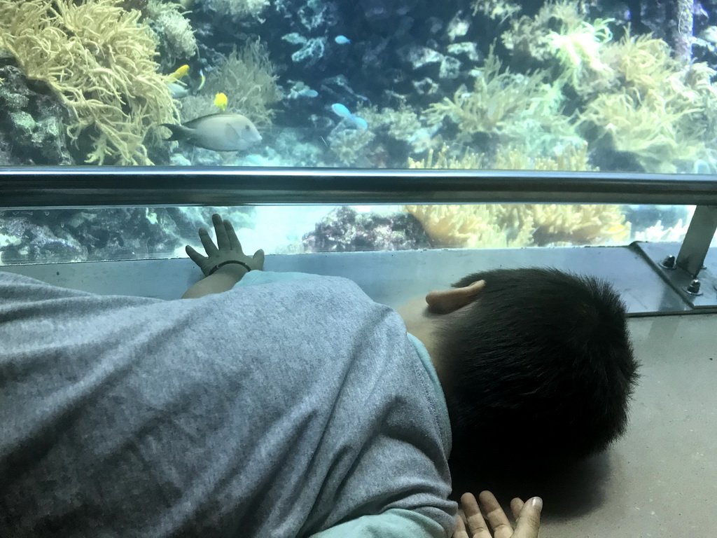 Max looking at fish at the Reef Aquarium at the Aquarium of the Antwerp Zoo